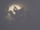 Transit of Venus at SRR XIII